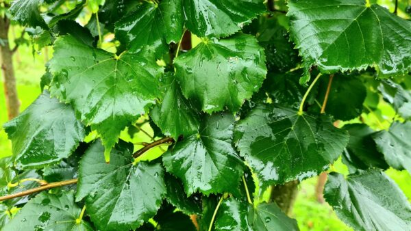 Tilia cordata 'Erecta'