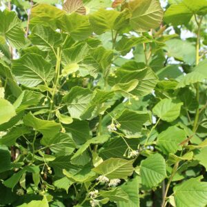 Tilia cordata Greenspire / Greenspire Lime
