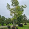 Tilia cordata Multistem Specimen - 1000L airpot, 6-8m tall, Mature Multi-Stem