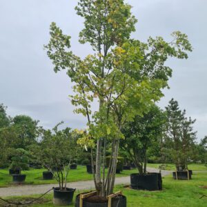 Tilia cordata Multistem Specimen