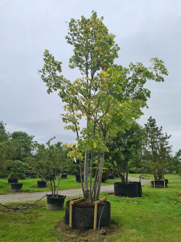 Tilia cordata Multistem Specimen