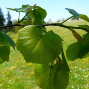 Tilia cordata Roelvo
