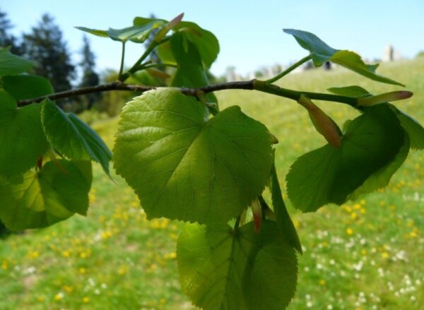 Tilia cordata Roelvo