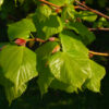Tilia cordata Standard Espalier - 110L 25-30cm girth, 2m stem, frame 1.5m W x 1.2m H