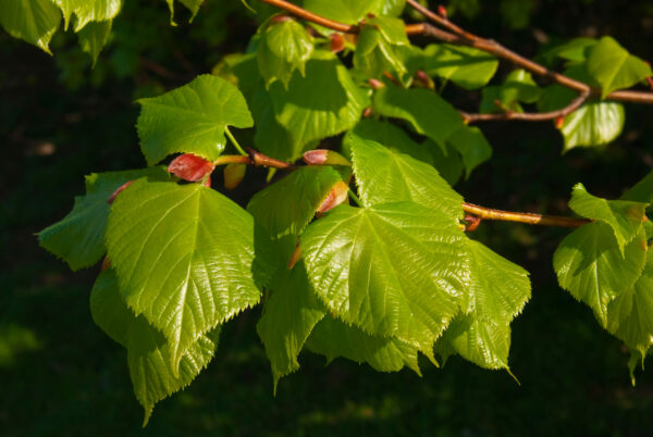 Tilia cordata Standard Espalier