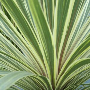 Cordyline australis Torbay Dazzler