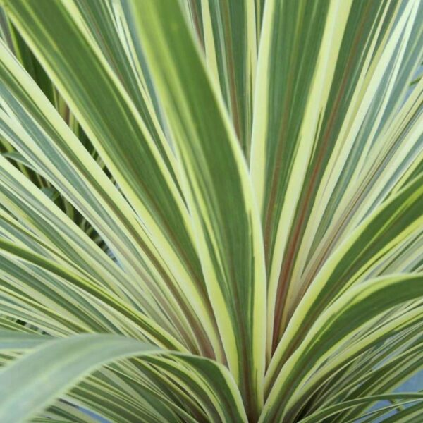 Cordyline australis Torbay Dazzler