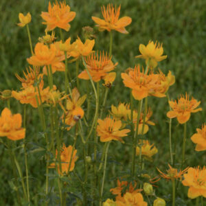 Trollius chinensis ‘Golden Queen’