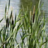 Typha latifolia - 2L