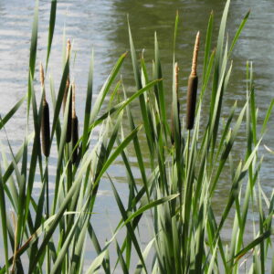 Typha latifolia