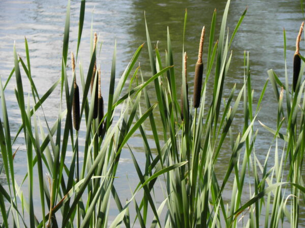 Typha latifolia
