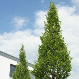Carpinus betulus Fastigiata / Upright Hornbeam - Standard Trees