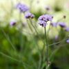 Verbena bonariensis Lollipop - 3L