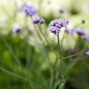 Verbena bonariensis Lollipop