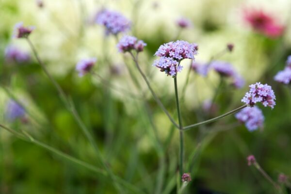 Verbena bonariensis Lollipop