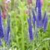 Veronica longifolia - 2L