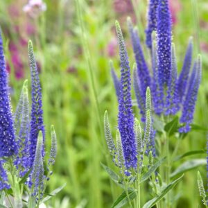 Veronica longifolia