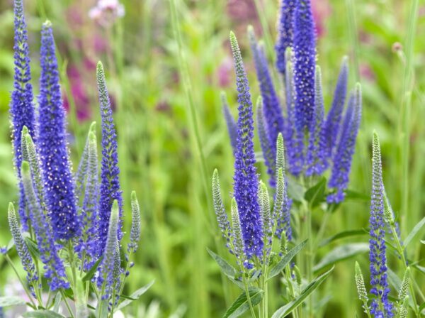 Veronica longifolia