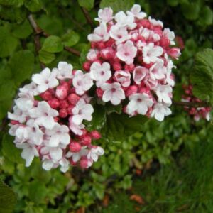 Viburnum Carlesii Aurora