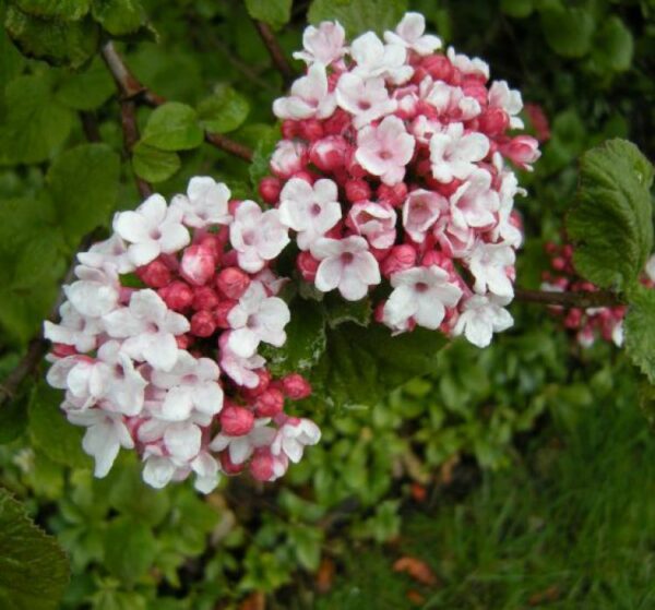 Viburnum Carlesii Aurora