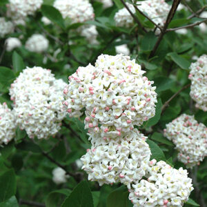 Viburnum x carlcephalum