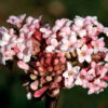 Viburnum × bodnantense Dawn - 5L 60-80cm