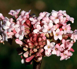 Viburnum × bodnantense Dawn