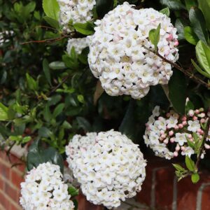 Viburnum tinus French White