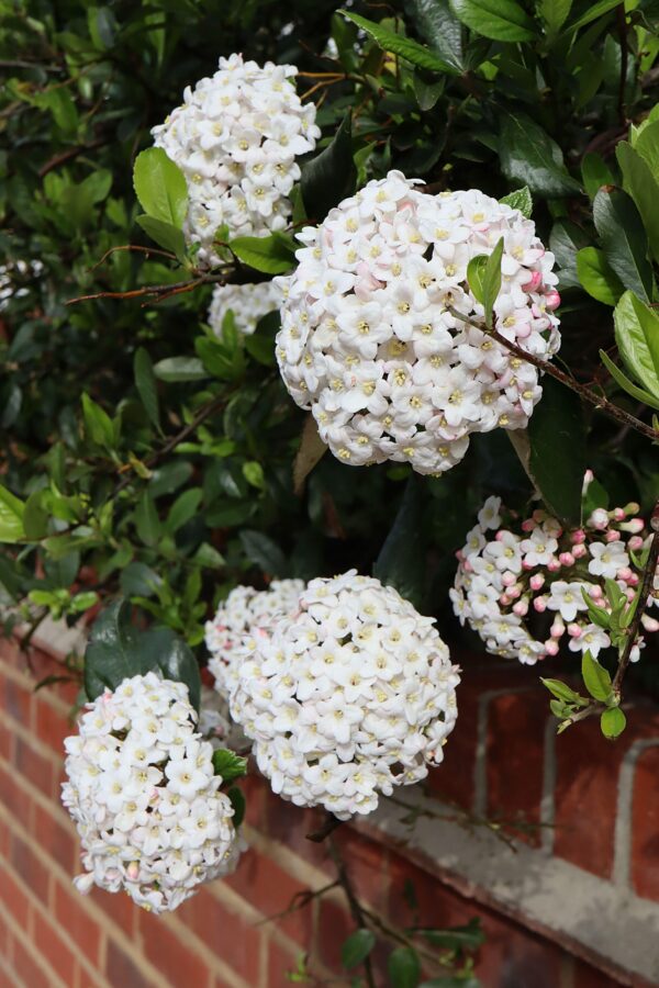 Viburnum tinus French White