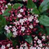 Viburnum Gwenllian - 5L pot
