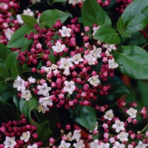 Viburnum Gwenllian