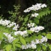 Viburnum plicatum Mariesii - 3L