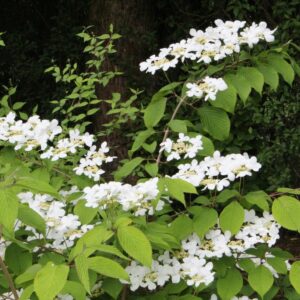 Viburnum plicatum Mariesii