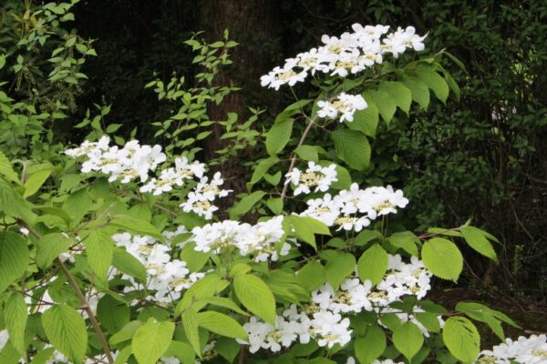 Viburnum plicatum Mariesii