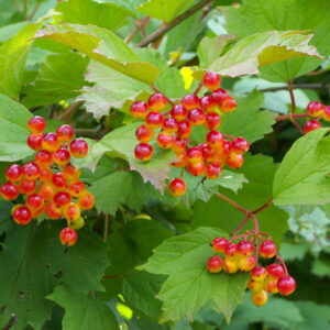 Viburnum opulus