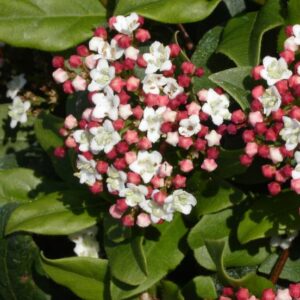 Viburnum tinus Quimper