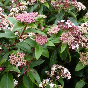 Viburnum tinus Eve Price - 1/4 Standard Tree