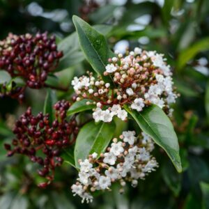 Viburnum tinus Spirit