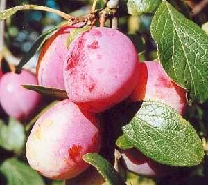 Prunus Victoria