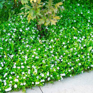 Vinca Gertrude Jekyll