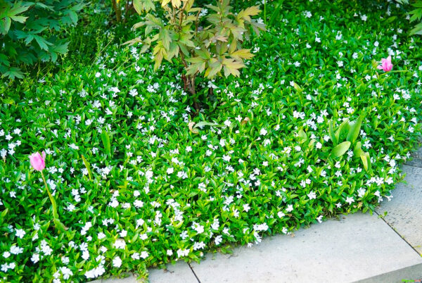 Vinca Gertrude Jekyll