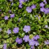 Vinca minor - 2L