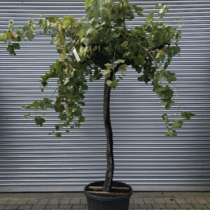 Vitis Vinifera / Grape Vine - Gnarled Trunk - 20-30cm girth Standard Tree