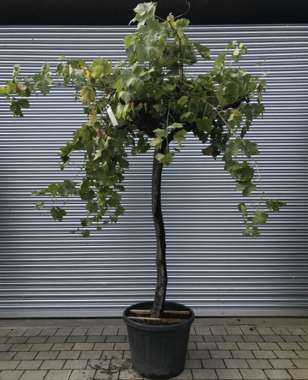 Vitis Vinifera / Grape Vine - Gnarled Trunk - 20-30cm girth Standard Tree