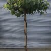 Vitis vinifera 'Cardinal' Umbrella Form - 45L 1.6m stem 80-100cm head