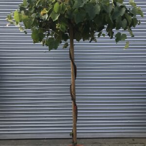 Vitis vinifera 'Cardinal' Umbrella Form