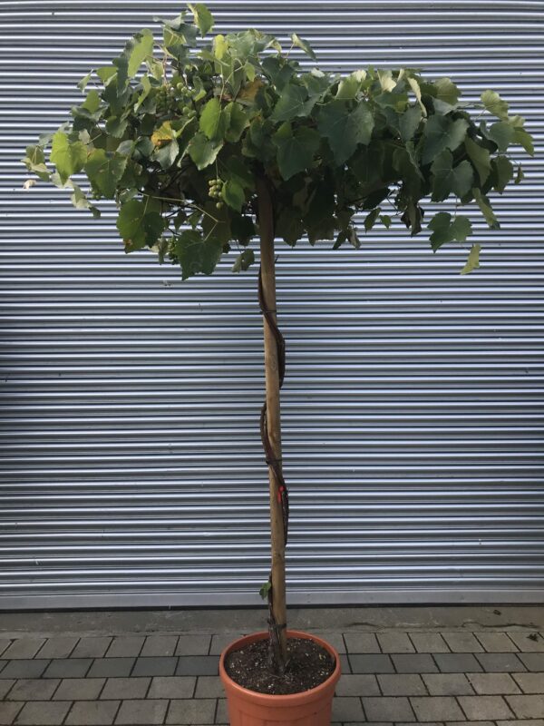 Vitis vinifera 'Cardinal' Umbrella Form