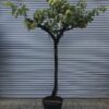 Vitis vinifera / Grape Vine - Gnarled Trunk - 20-25cm Girth 3/4 Standard Tree - 45L 20-25cm girth, 3/4 Standard