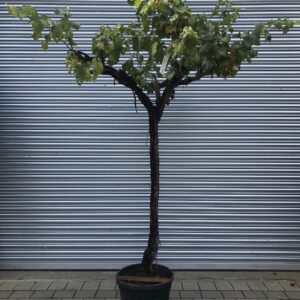 Vitis vinifera / Grape Vine - Gnarled Trunk - 20-25cm Girth 3/4 Standard Tree