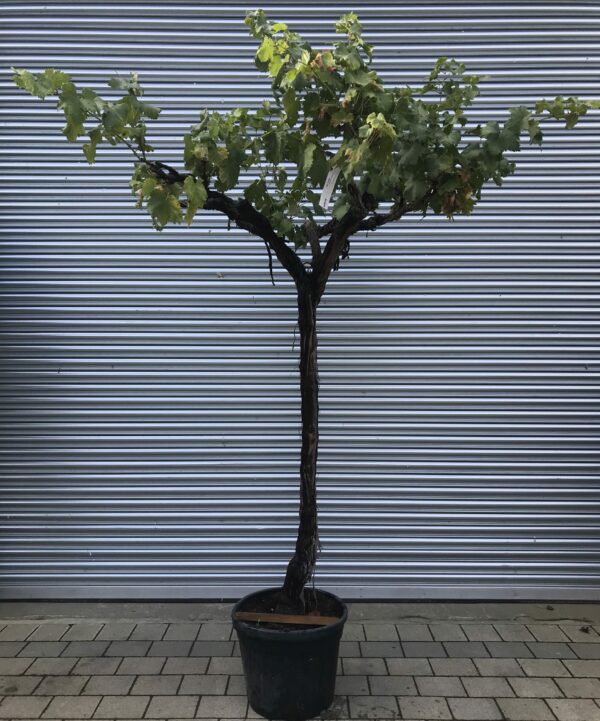 Vitis vinifera / Grape Vine - Gnarled Trunk - 20-25cm Girth 3/4 Standard Tree